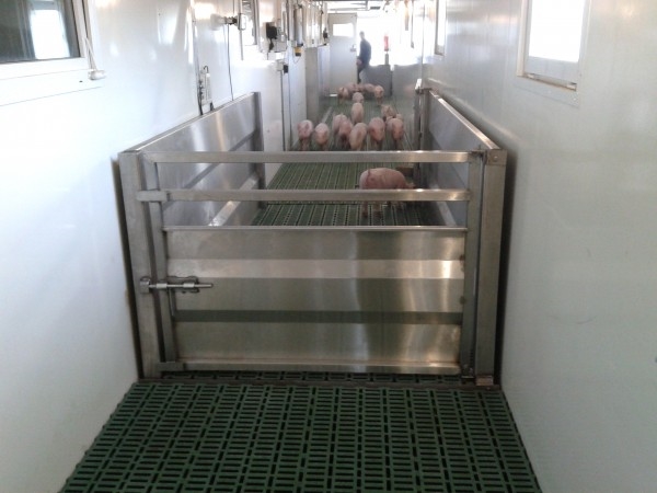 Pig Weighing